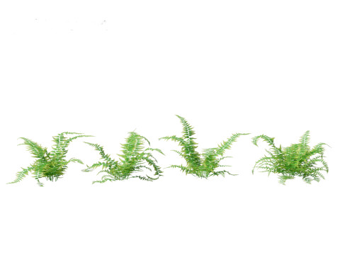 Microlepia strigosa -hay-scented fern 01 3D Модель
