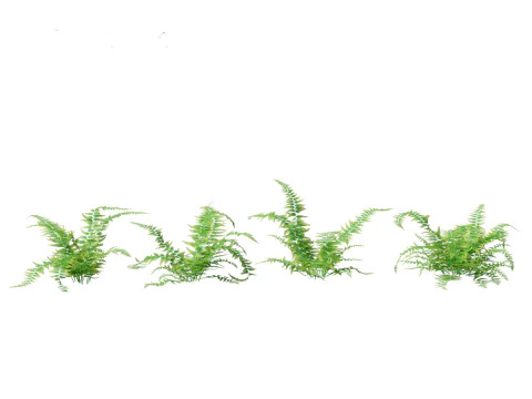 Microlepia strigosa -hay-scented fern 01 3D Model