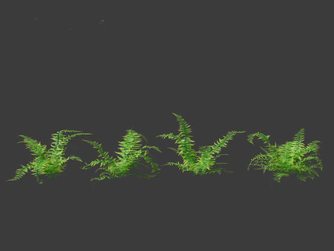 Microlepia strigosa -hay-scented fern 01 3D Model
