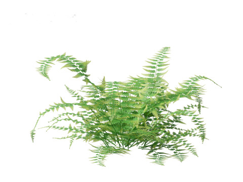 Microlepia strigosa -hay-scented fern 01 3D Модель