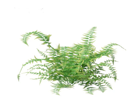 Microlepia strigosa -hay-scented fern 01 3D Model