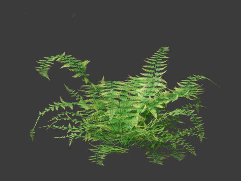 Microlepia strigosa -hay-scented fern 01 3D Model