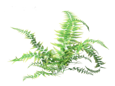 Microlepia strigosa -hay-scented fern 01 3D Модель