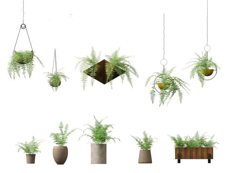 Microlepia strigosa -hay-scented fern 02 Model 3D .c4d .max .obj .3ds .fbx .stl .blend 
