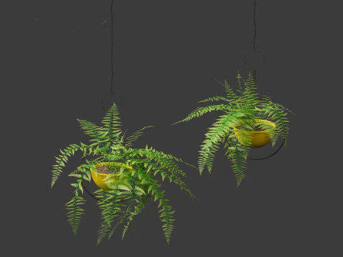 Microlepia strigosa -hay-scented fern 02 3D Model