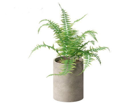 Microlepia strigosa -hay-scented fern 02 Model 3D