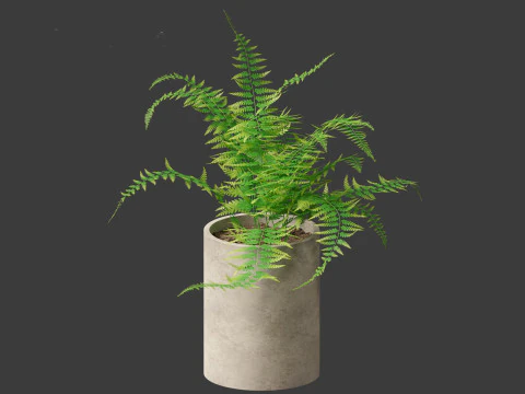 Microlepia strigosa -hay-scented fern 02 3D Model