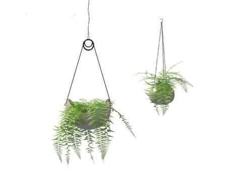 Microlepia strigosa -hay-scented fern 02 3D Model