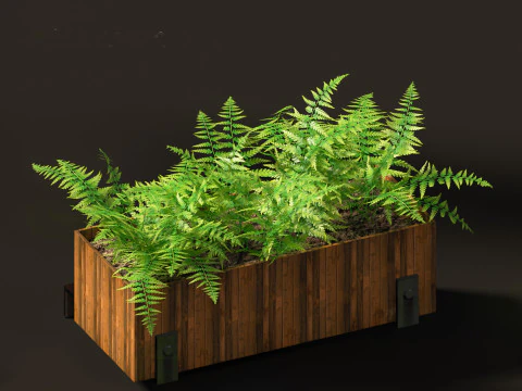 Microlepia strigosa -hay-scented fern 02 3D Model