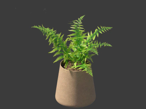 Microlepia strigosa -hay-scented fern 02 3D Model