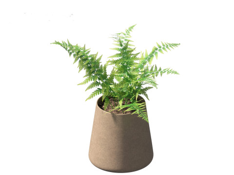 Microlepia strigosa -hay-scented fern 02 Model 3D
