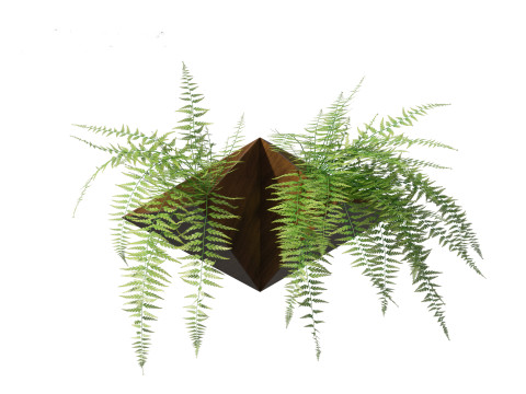 Microlepia strigosa -hay-scented fern 02 Model 3D