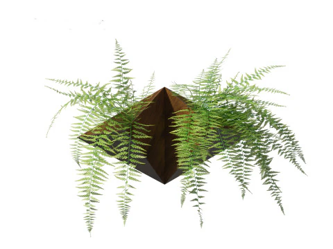 Microlepia strigosa -hay-scented fern 02 3D Model
