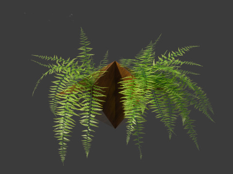 Microlepia strigosa -hay-scented fern 02 Model 3D
