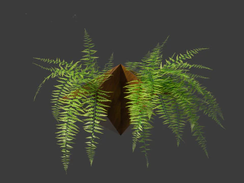 Microlepia strigosa -hay-scented fern 02 3D Model
