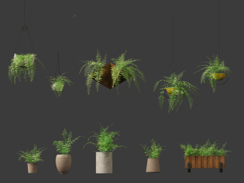 Microlepia strigosa -hay-scented fern 02 Model 3D