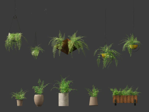 Microlepia strigosa -hay-scented fern 02 3D Model