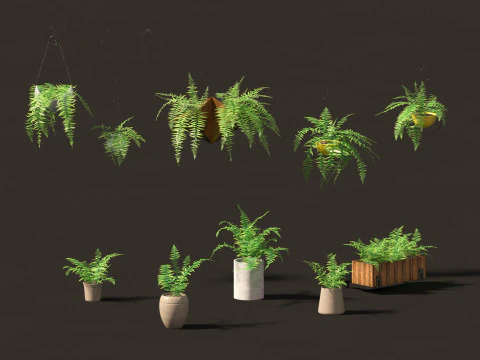 Microlepia strigosa -hay-scented fern 02 3D Model