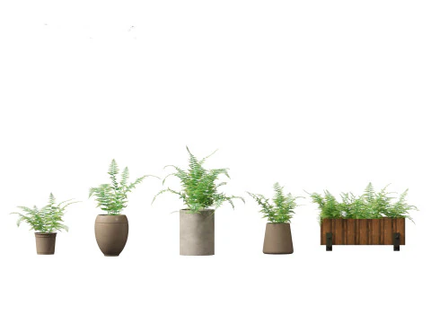 Microlepia strigosa -hay-scented fern 02 3D Model