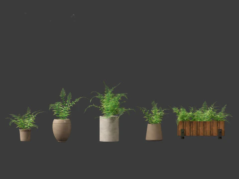 Microlepia strigosa -hay-scented fern 02 3D Model