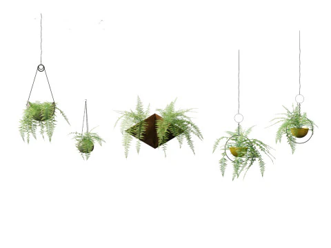 Microlepia strigosa -hay-scented fern 02 3D Model