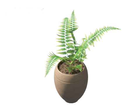 Microlepia strigosa -hay-scented fern 02 Model 3D