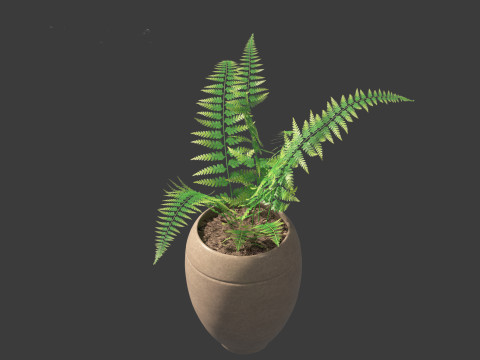 Microlepia strigosa -hay-scented fern 02 Model 3D