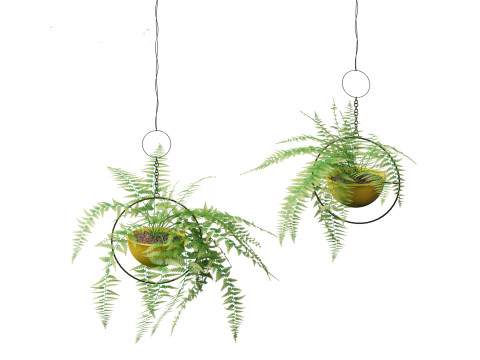 Microlepia strigosa -hay-scented fern 02 Model 3D