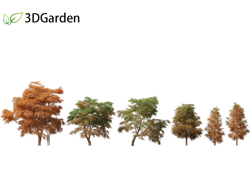 Taxodium mucronatum - Montezuma bald cypress 01 Model 3D .c4d .max .obj .3ds .fbx .stl .blend