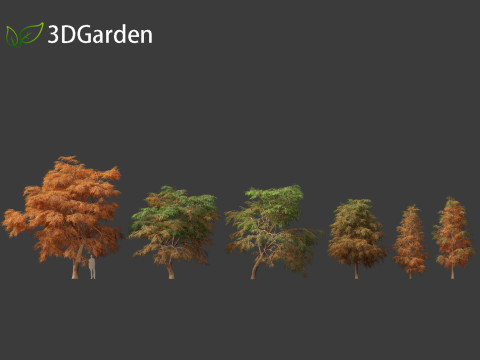 Taxodium mucronatum - Montezuma bald cypress 01 Model 3D