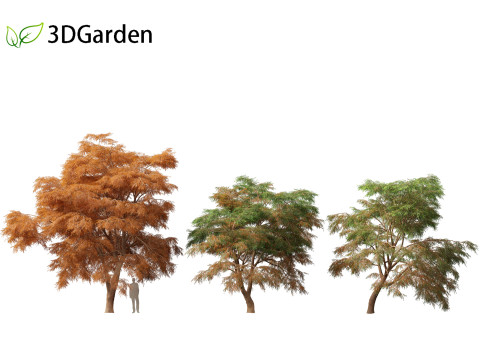 Taxodium mucronatum - Montezuma bald cypress 01 Model 3D