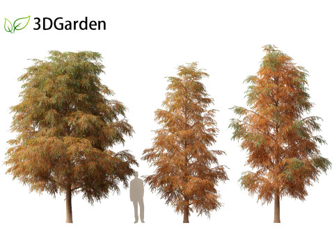 Taxodium mucronatum - Montezuma bald cypress 01 Model 3D