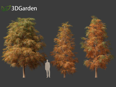 Taxodium mucronatum - Montezuma bald cypress 01 Model 3D