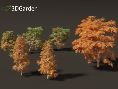 Taxodium mucronatum - Montezuma bald cypress 01 Model 3D