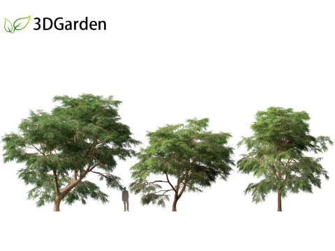 Taxodium mucronatum - Montezuma bald cypress 02 3D Модель