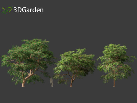 Taxodium mucronatum - Montezuma bald cypress 02 3D Модель
