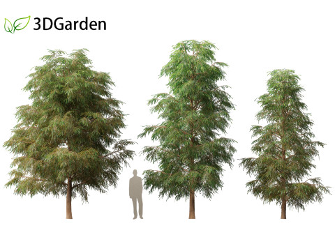 Taxodium mucronatum - Montezuma bald cypress 02 3D Модель