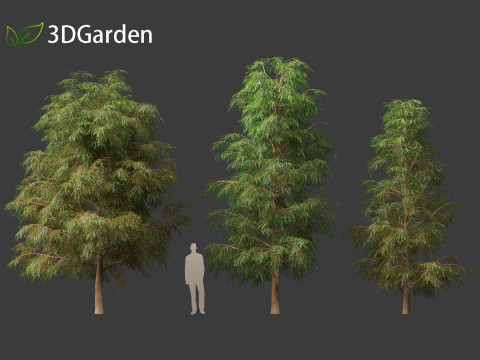Taxodium mucronatum - Montezuma bald cypress 02 3D Модель