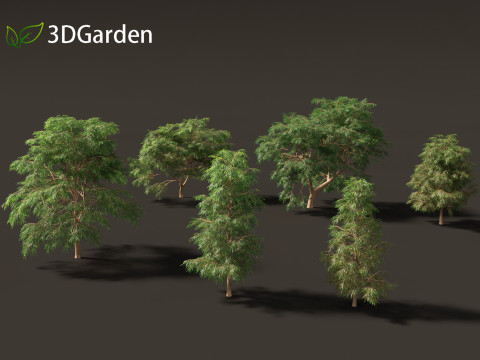 Taxodium mucronatum - Montezuma bald cypress 02 3D Модель