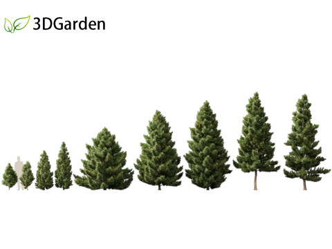 Taxodium mucronatum - Montezuma bald cypress 02 3D Модель