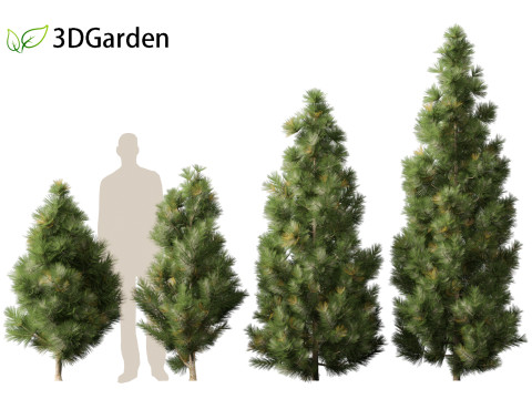Taxodium mucronatum - Montezuma bald cypress 02 Modelo 3D