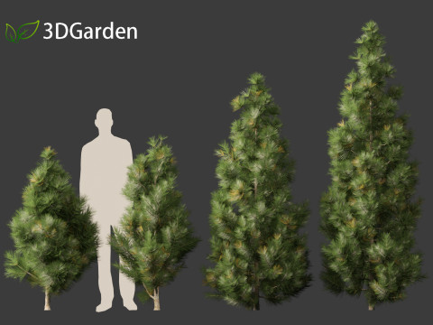 Taxodium mucronatum - Montezuma bald cypress 02 Modelo 3D