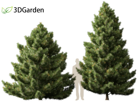 Taxodium mucronatum - Montezuma bald cypress 02 Modelo 3D