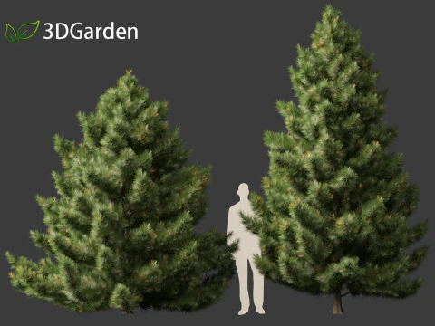 Taxodium mucronatum - Montezuma bald cypress 02 3D Model