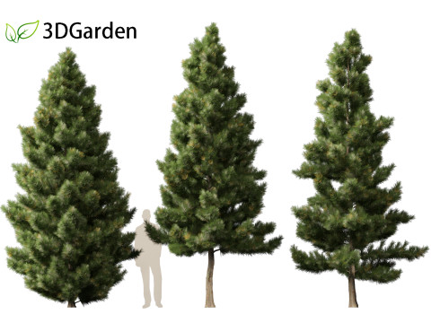 Taxodium mucronatum - Montezuma bald cypress 02 Modelo 3D