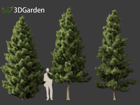 Taxodium mucronatum - Montezuma bald cypress 02 Modelo 3D