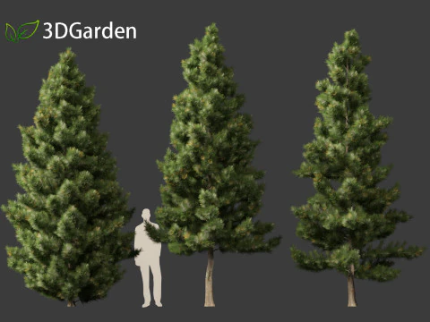 Taxodium mucronatum - Montezuma bald cypress 02 3D Model