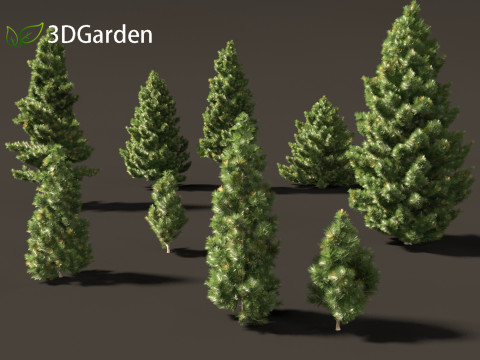 Taxodium mucronatum - Montezuma bald cypress 02 Modelo 3D