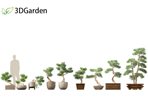 Podocarpus macrophyllus - Buddhist Pine 01 3D Модель