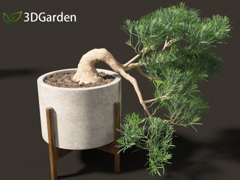 Podocarpus macrophyllus - Buddhist Pine 01 3D Model